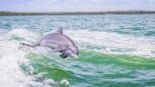 Dolphins put on show