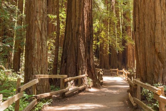 Muir Woods and Sausalito Small-Group Tour