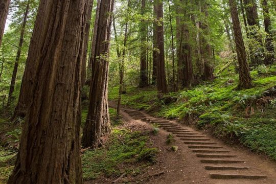 Muir Woods & Sausalito Half-Day Tour (Return by Bus or Ferry from Sausalito)