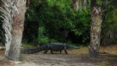 Everglades fun!