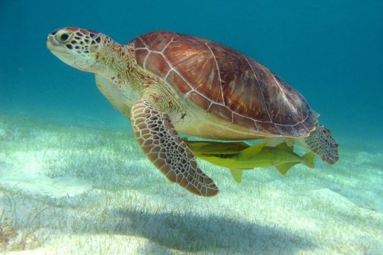 Half-Day Sea Turtle and Cenote Snorkeling Tour from Cancun & Riviera Maya