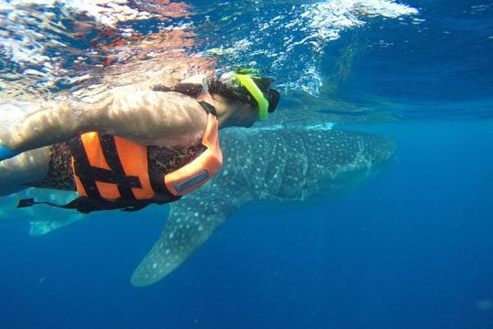 Whale Shark Tour from Cancun and Playa Del Carmen