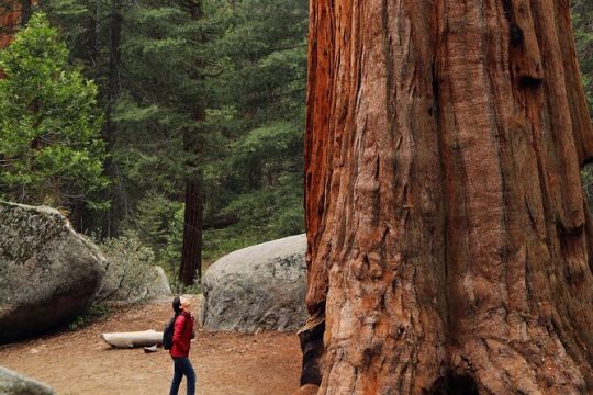 Giant Redwoods Tour Including a 4-Course Winery Lunch