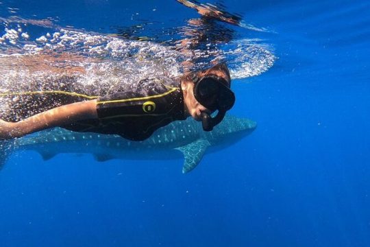 Whale Shark Encounter Full-Day all inclusive Tour from Riviera Maya