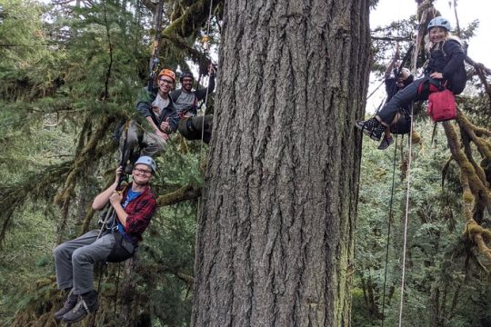 Old-Growth Tree Climbing at Silver Falls State Park