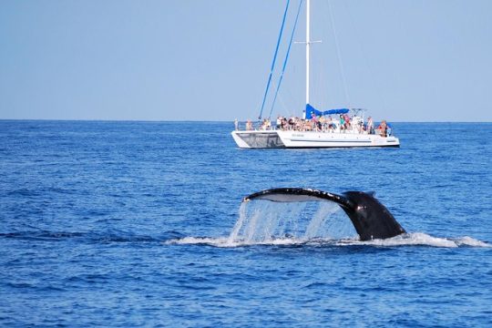 Wake Up With the Whales Cruise