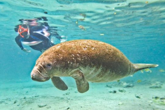 Crystal River Manatee Swim or Boat Ride from Orlando