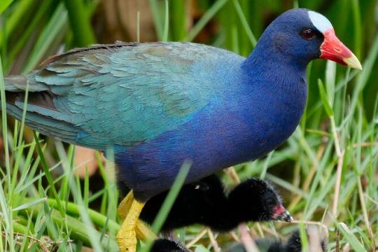 Central Florida Half-Day Private Birding Tour - 2 person max