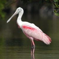 Cruises, Sailing & Water Tours