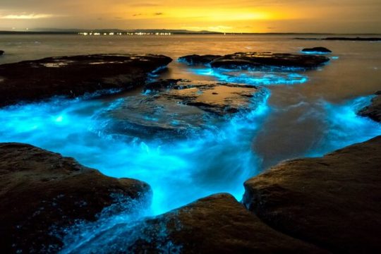 Bioluminescence Clear Kayak or Clear Paddleboard Adventure Tour