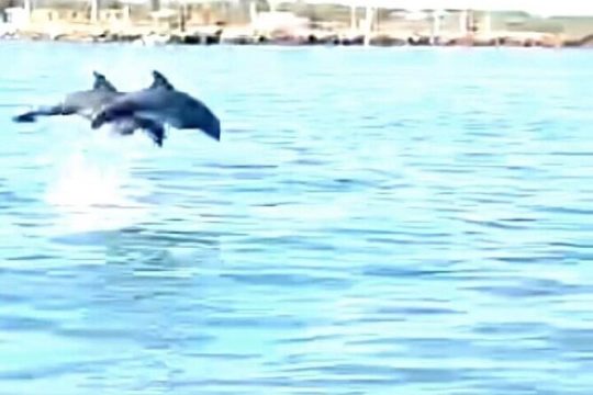 Baywatch Dolphin Tour