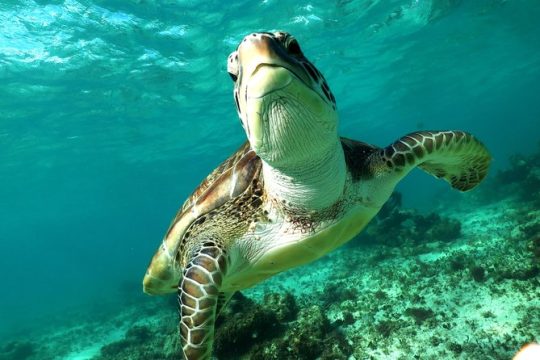 Turtles and Cenote snorkeling activity from Riviera Maya