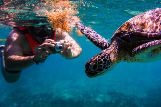 Sea turtle and cenotes Tour snorkeling from Riviera Maya