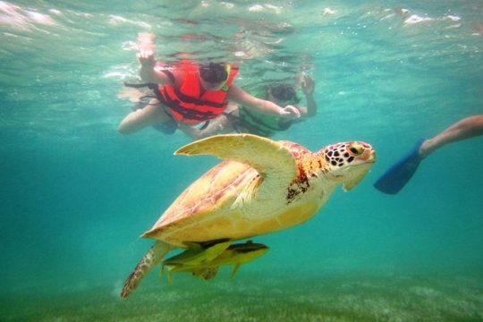 Swim with sea turtles