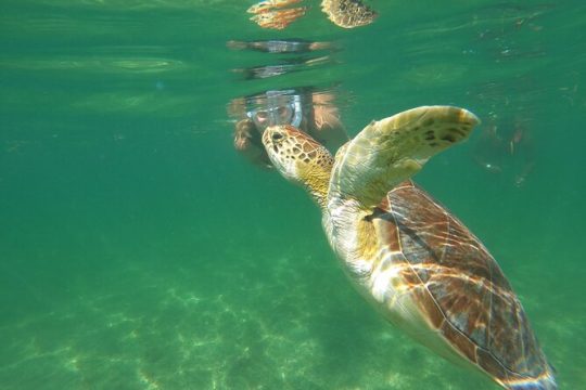 VIP Cenotes & Turtles Private Tour