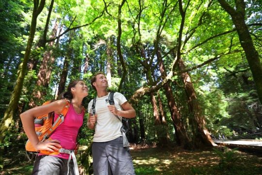 Redwood Retreat: Private Tour to Muir Woods from San Francisco