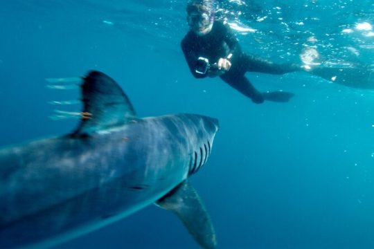 Shark Diving with Blue and Mako Sharks in San Diego