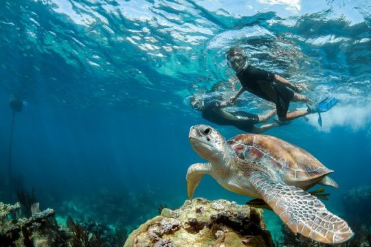 Private Tour Turtle Experience and Cenote Swim