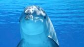 Dolphins love Whitney!