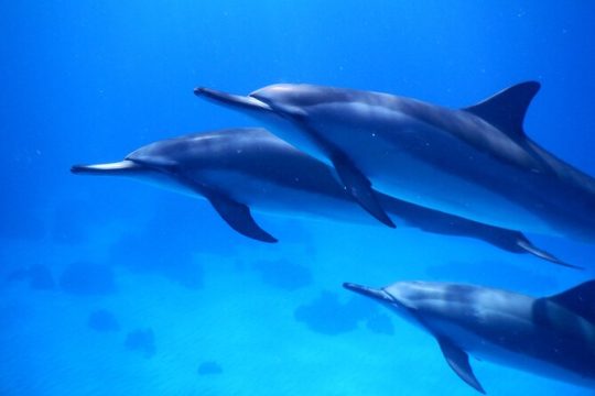2-Hour Dolphin Watching and Double Reef with Snorkel in Hawaii