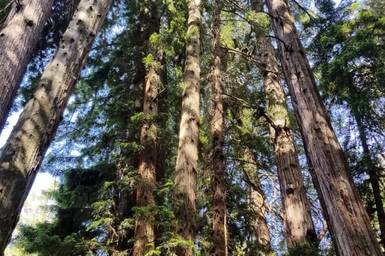 Muir Woods, Sausalito and Ferry back to Fisherman's Wharf