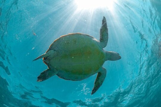 Half Day Akumal Beach Swim and Snorkel with Turtles Experience