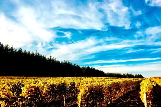 Premium Fraser Valley and White Rock Wine Private Tour