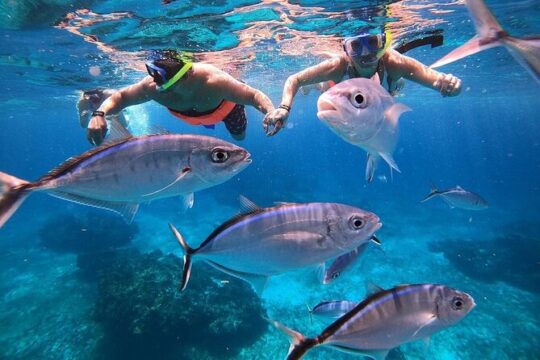 Cozumel 2 hours Snorkel + 2 hours free time! Round Trip From Playa Del Carmen