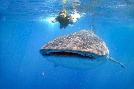 Shark Whale La Paz-Los Cabos