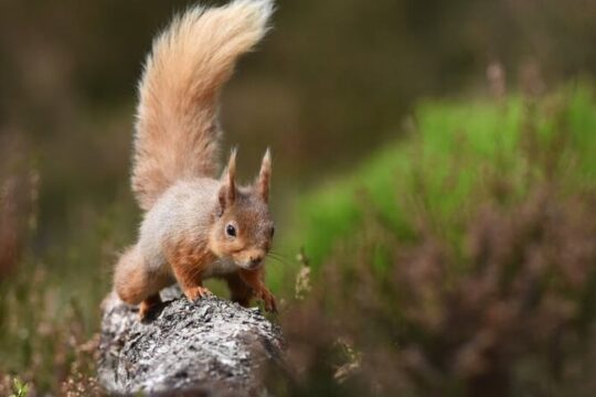 Cairngorms; Highest Mountains, Bonnie Lochs & Ancient Forests