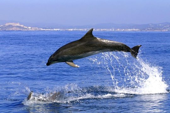 Gibraltar and Dolphins Cruise Day Trip from Costa del Sol