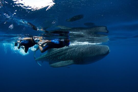 Swimming with Whale Sharks From Playa del Carmen