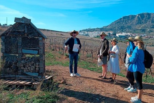 Malaga Wine tour | White Village, Vineyard, Winery, Wine Tasting