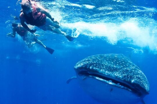 Private Whale shark Ecofriendly tour from Riviera Maya