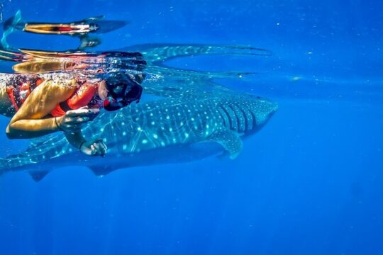 Whale Shark Snorkeling Tour with Breakfast