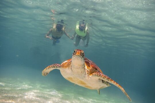 Turtles & Cenote! Half Day Adventure from Tulum & Playa del Carmen