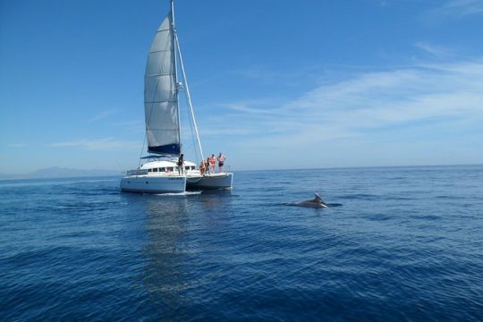 Sighting Dolphin Trip Estepona, Marbella