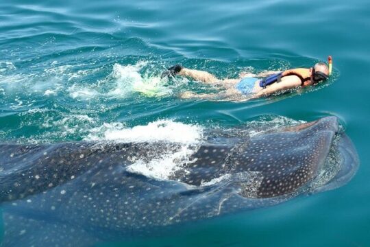 Experience in the Caribbean Sea Swimming with whale Sharks from Riviera Maya