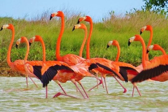 Las Coloradas & Rio Lagartos Biosphere! Transportation from Playa Del Carmen