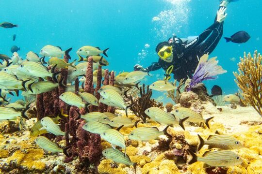 Half-Day Scuba Diving in Playa del Carmen for Small-Group