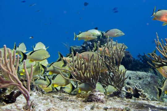 Try dive in Cozumel island