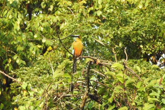 Birdwatching Playa del Carmen