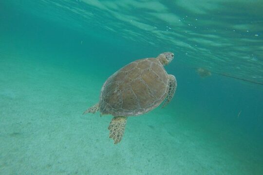 Private Tour: Akumal Marine Turtle Snorkeling from Cozumel