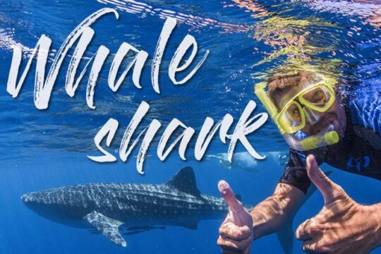 Whale Shark Tour Experience in Mayan Riviera & Tulum
