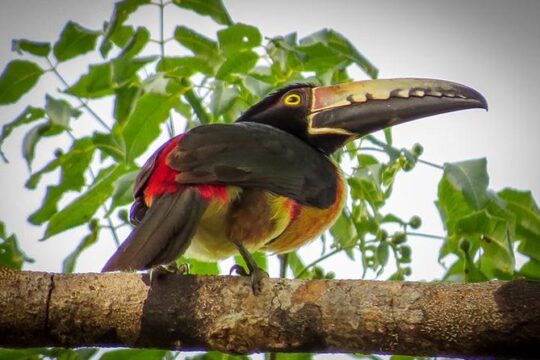 Private Tour: Birdwatching Playa del Carmen