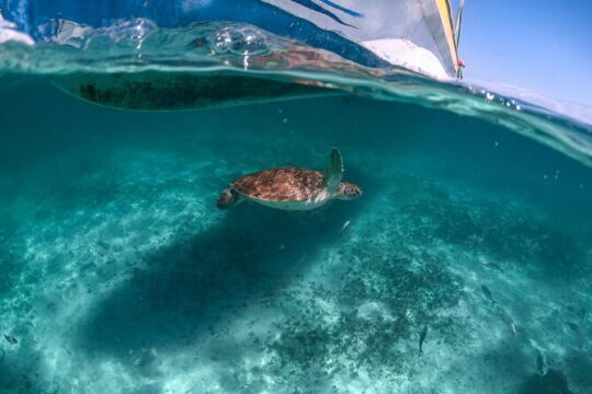 Half Day Tour: Turtles Encounter in Akumal Beach