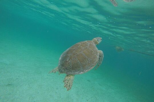 Private Tour: Akumal Marine Turtle Snorkeling and Cenote Adventure