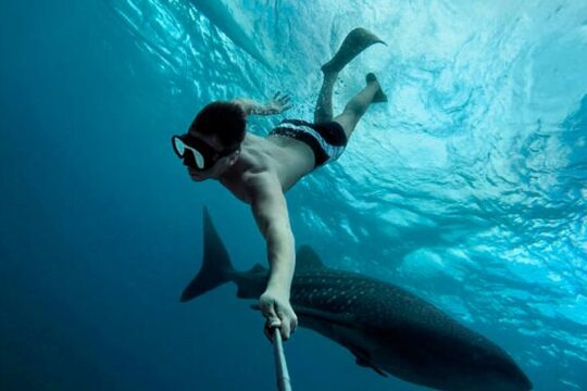 Whale shark Experience in the Caribbean Sea from Playa del Carmen