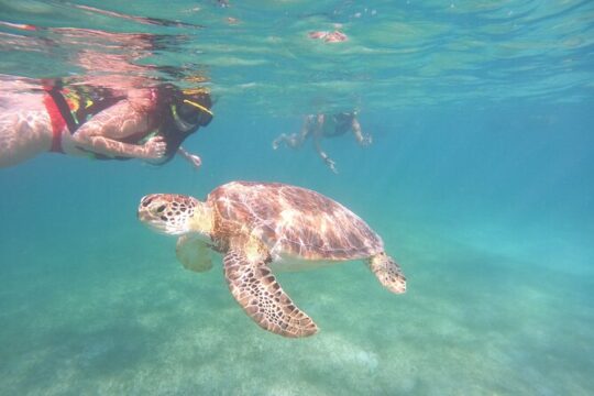Private Snorkeling with Sea Turtles in Akumal