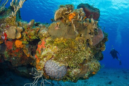 PADI Open Water Diver Course in the Riviera Maya